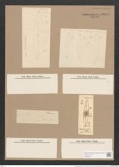 Pleurosigma marinum Donk. (de-Toni-Nr.: Genus 13, Species 1009) Zeichnungen Sammlung Grunow Nr. 2055 (NHMW-BOT-W0368914)